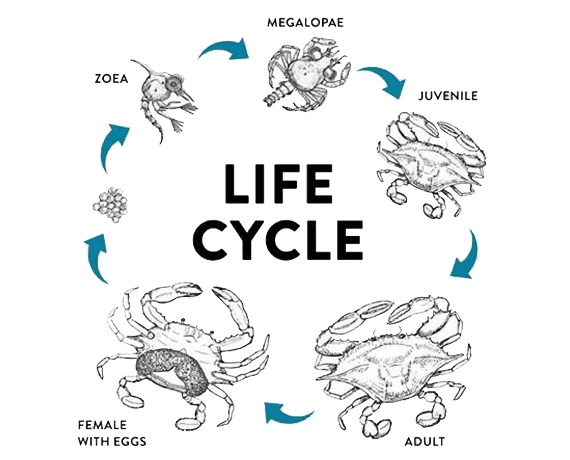 Vertical crab farming cost