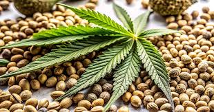 The Ultimate Guide to Godfather OG Seeds 2