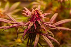The Ultimate Guide to Godfather OG Seeds Elevate Your Cannabis Experience