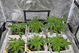 The Ultimate Guide to Godfather OG Seeds Elevate Your Cannabis Experience